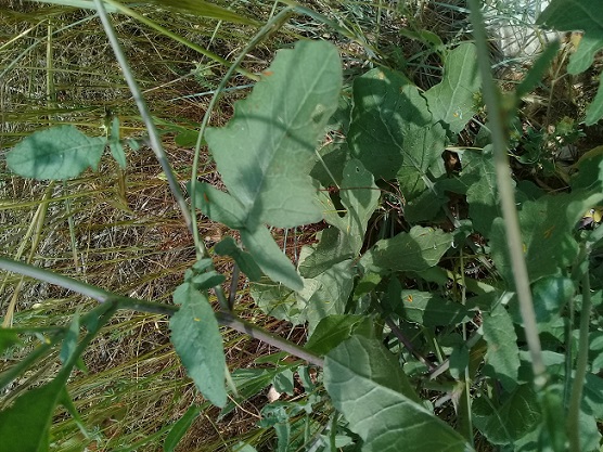 Sisymbrium officinale o cosa?