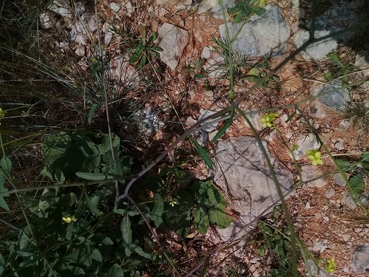 Sisymbrium officinale o cosa?