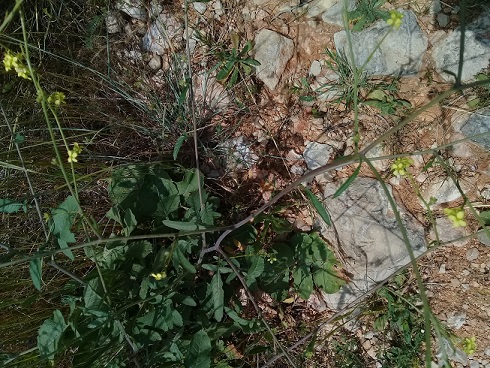Sisymbrium officinale o cosa?