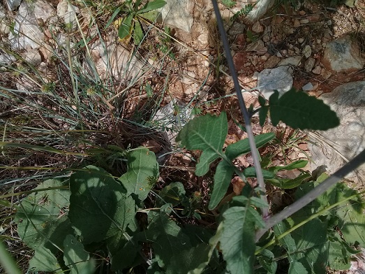 Sisymbrium officinale o cosa?