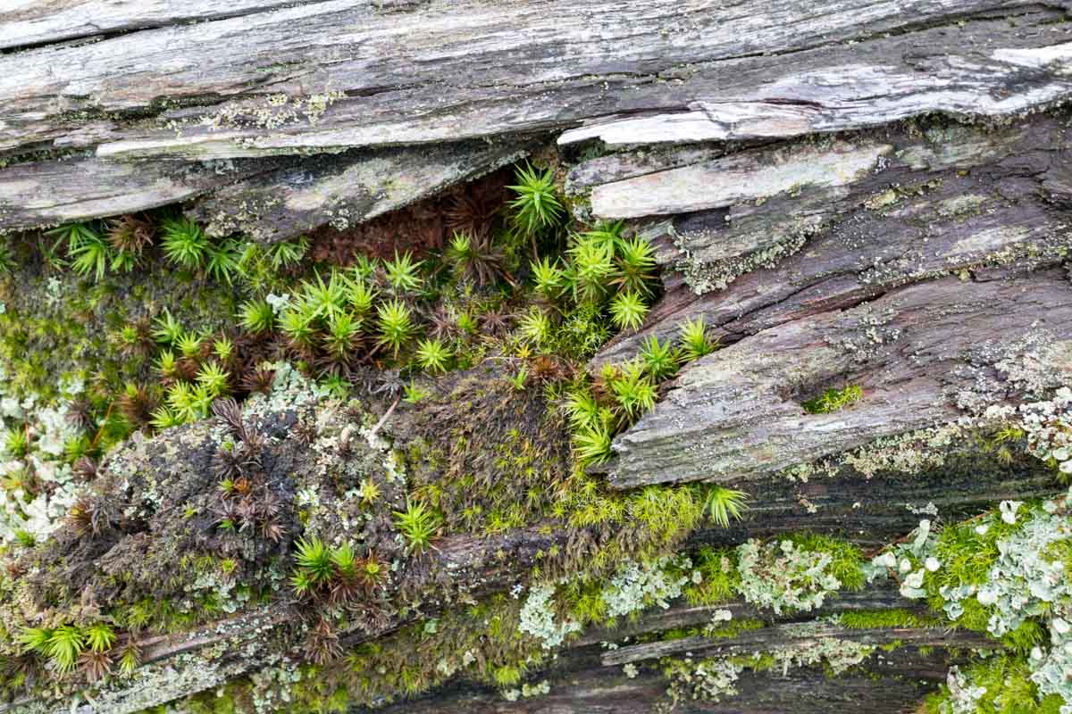 Muschio da identificare, Polytrichum ?