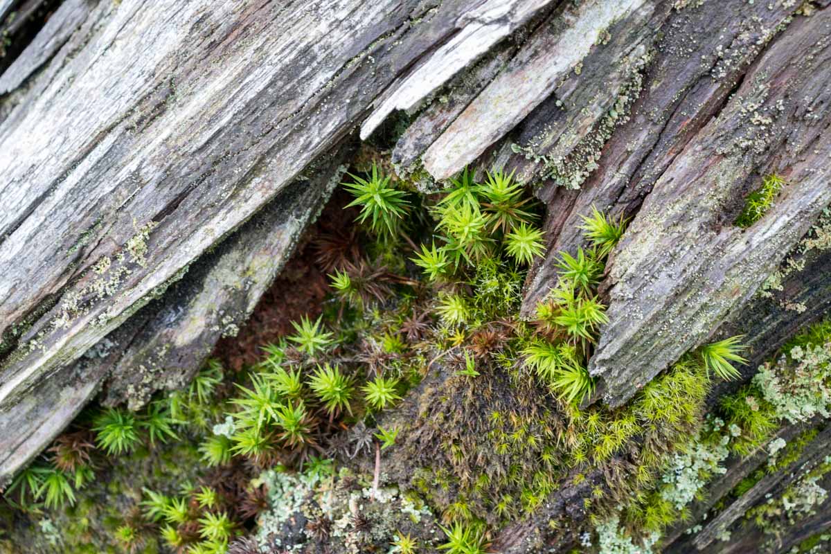 Muschio da identificare, Polytrichum ?