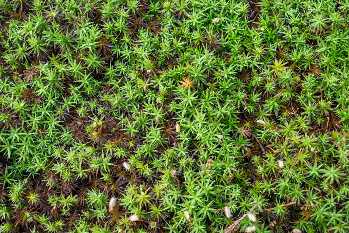 Muschio da identificare, Polytrichum ?