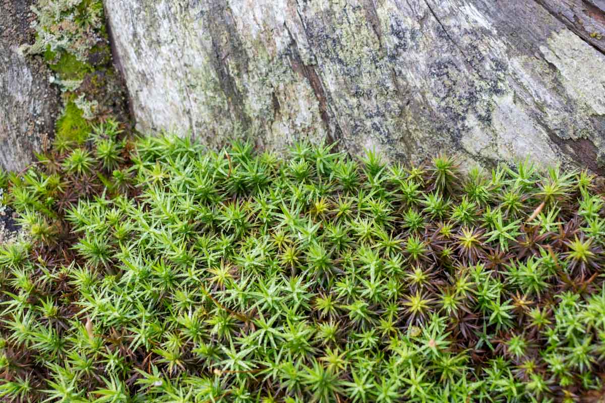 Muschio da identificare, Polytrichum ?