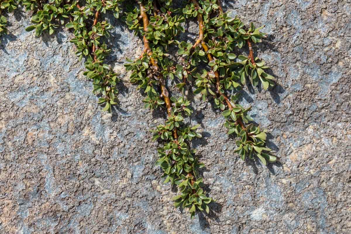 Salix sp. (S. retusa o S. serpyllifolia)