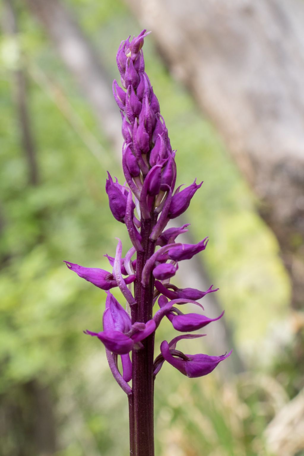 Orchis mascula ?