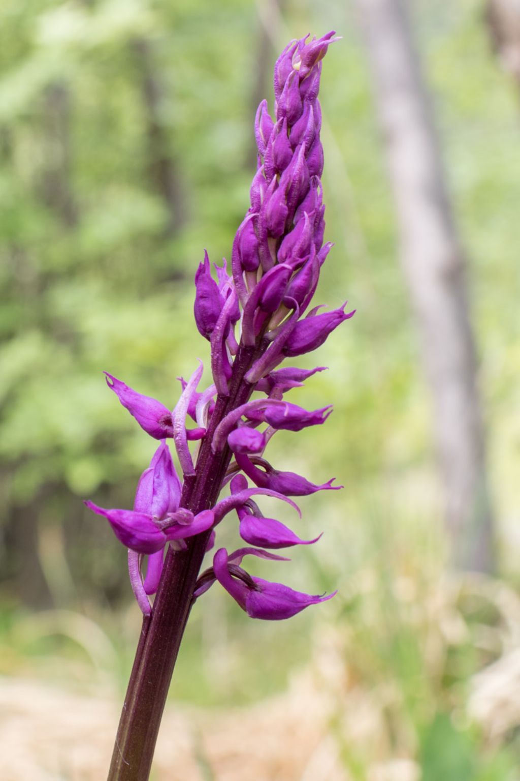 Orchis mascula ?