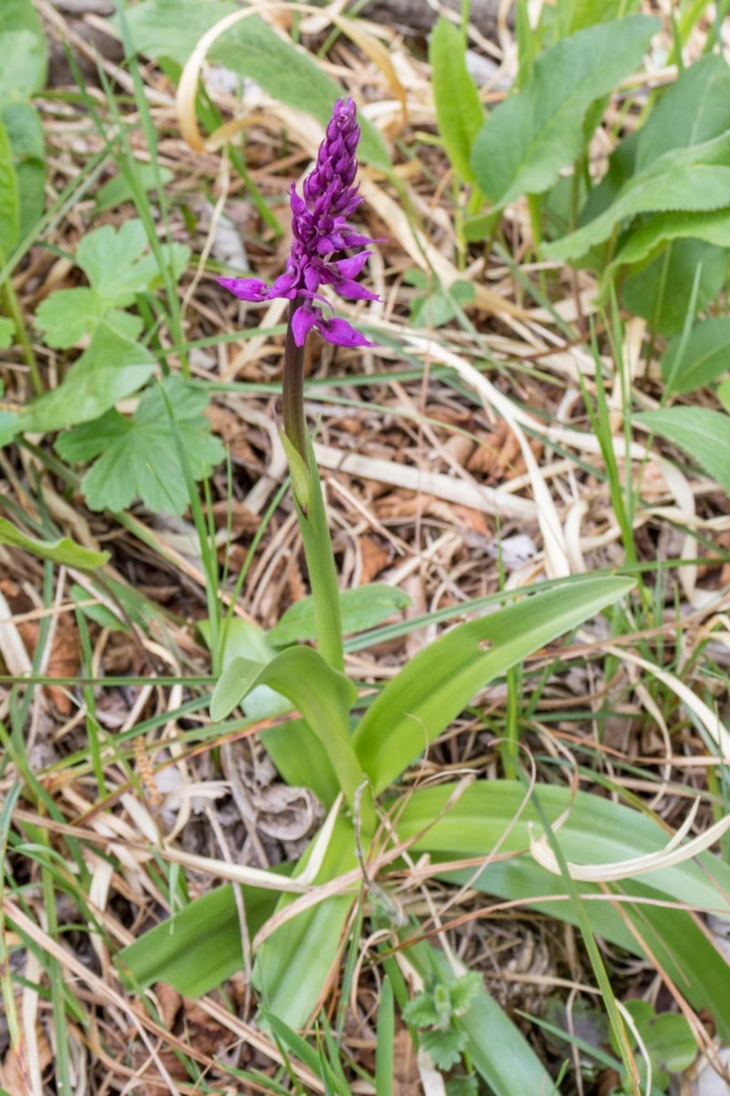 Orchis mascula ?