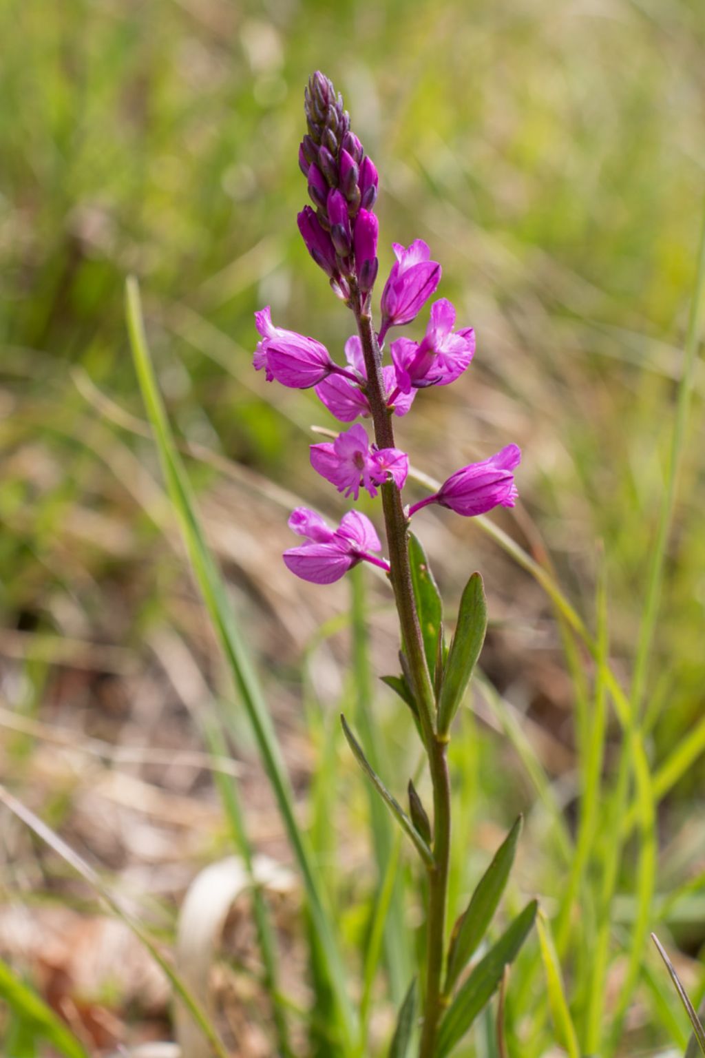Polygala nicaeensis ?