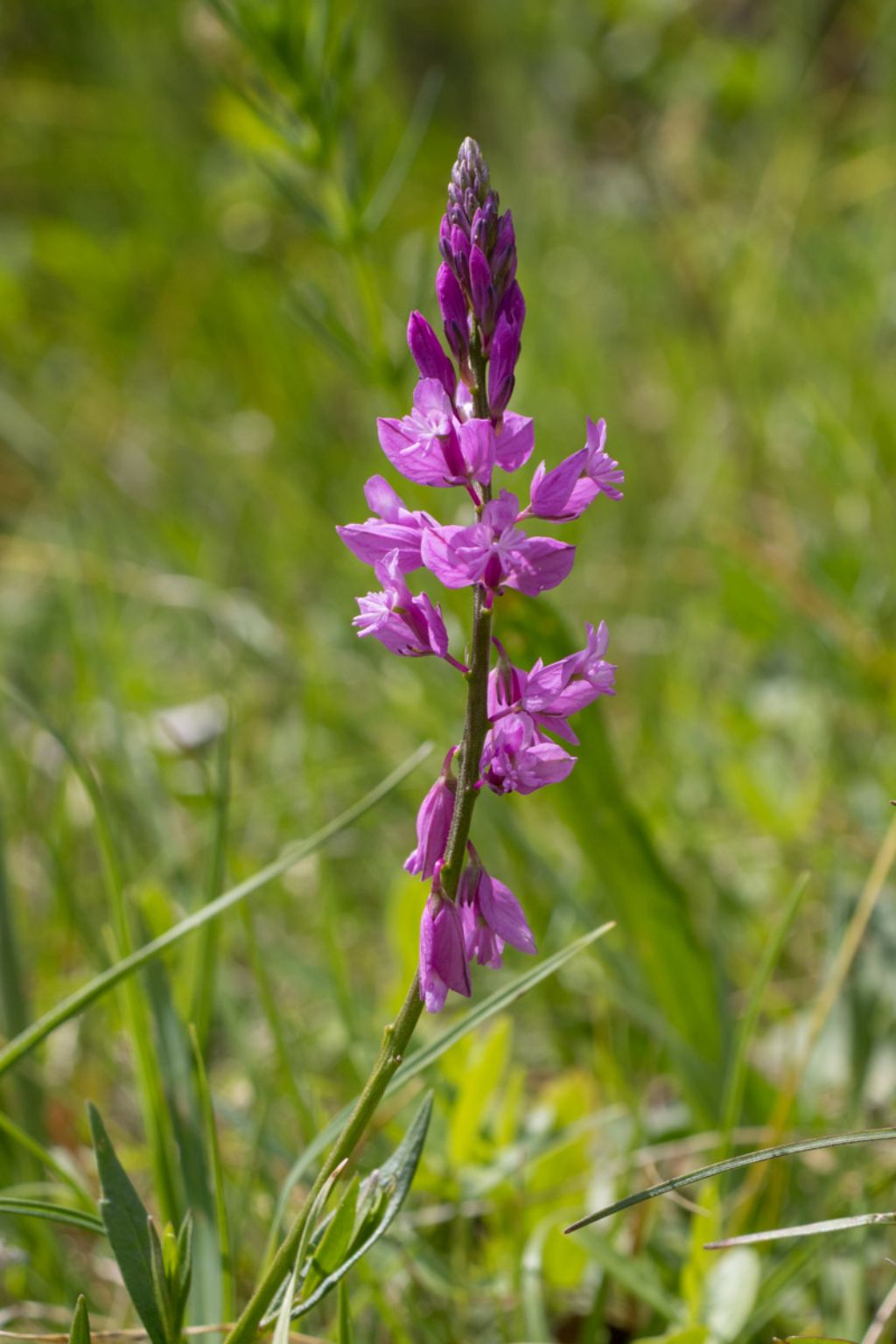 Polygala nicaeensis ?