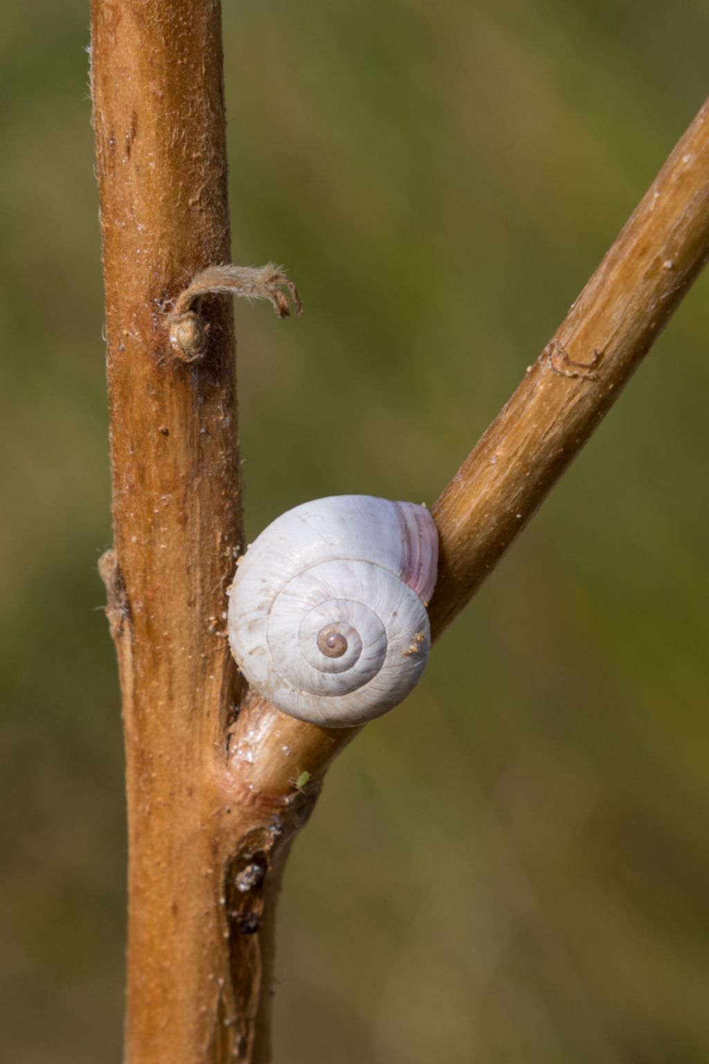 Da identificare