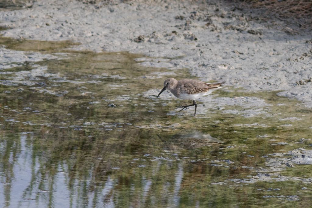 Piro piro boschereccio (Tringa glareola)  ?