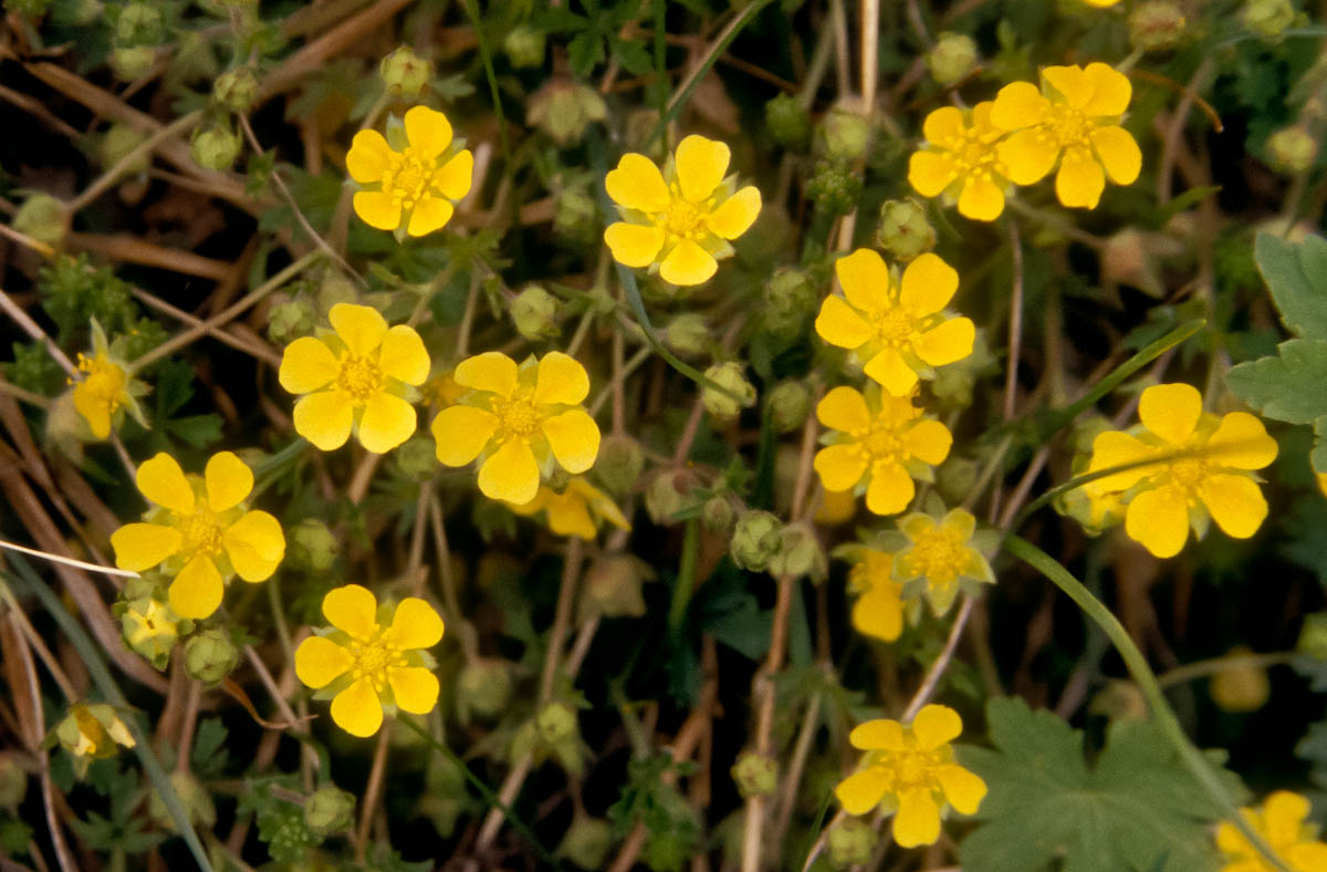 Potentilla sp.