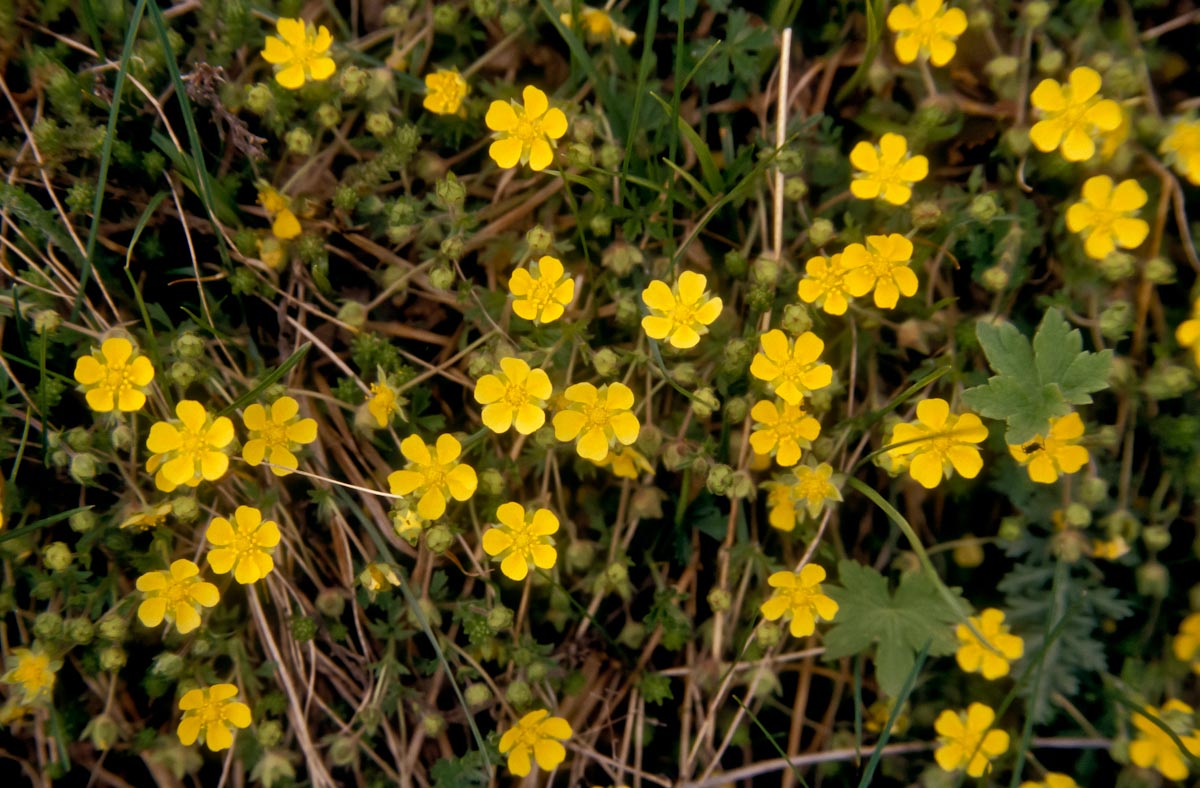 Potentilla sp.