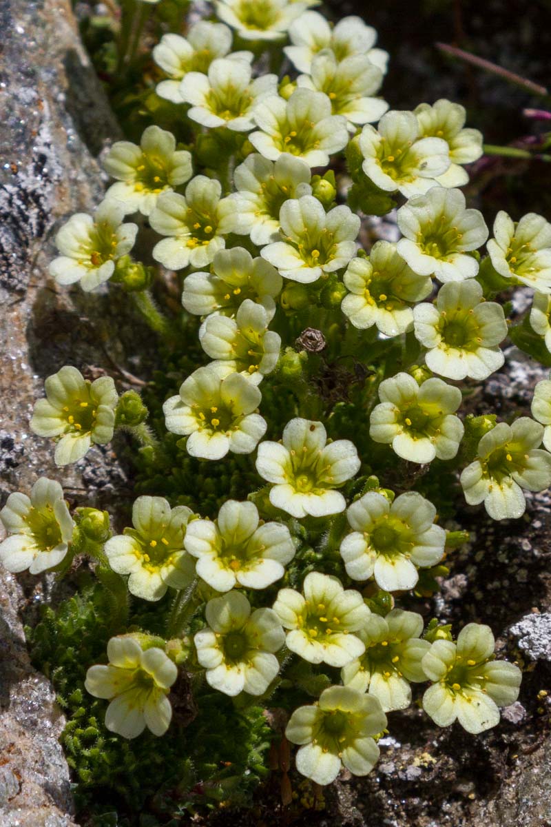 Saxifraga muscoides / Sassifraga muscosa