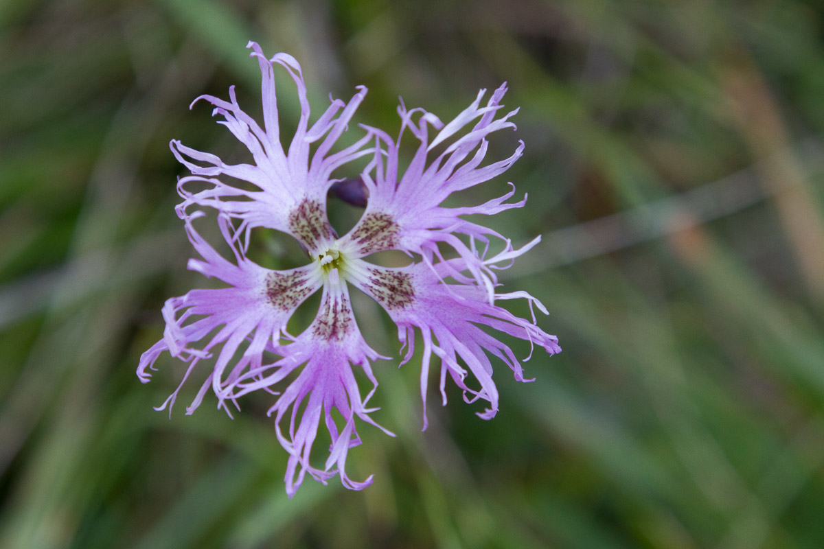 Dianthus superbus / Garofano superbo