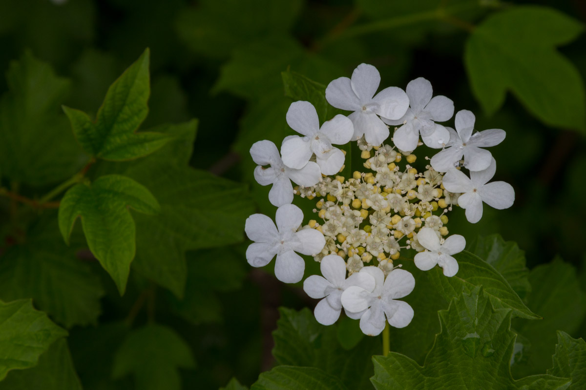 Viburnum opulus