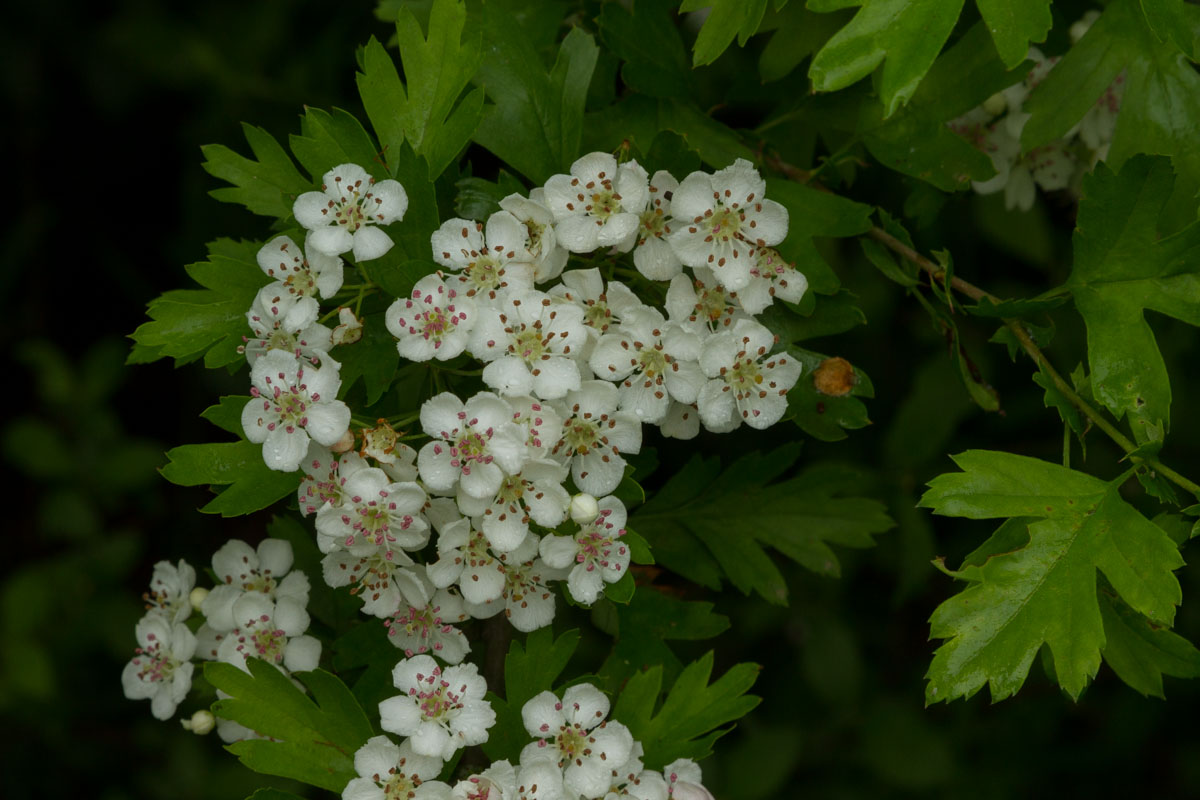 Crataegus monogyna