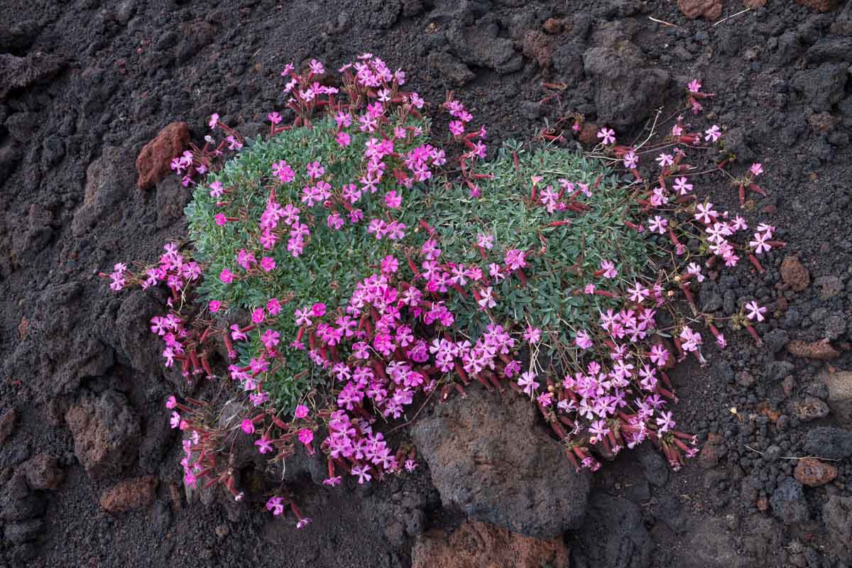 Saponaria sicula / Saponaria siciliana