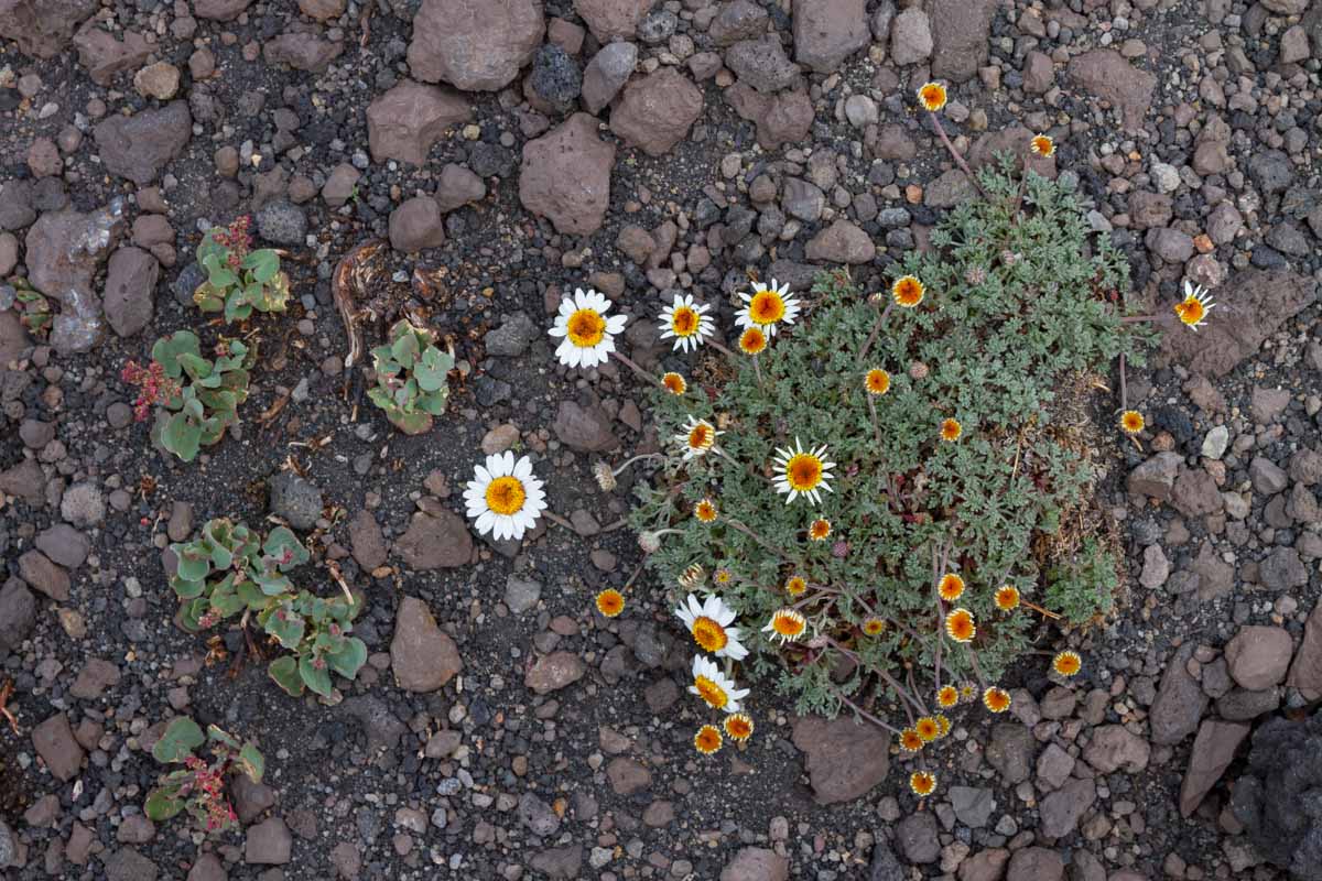 Anthemis aetnensis / Camomilla dell''Etna