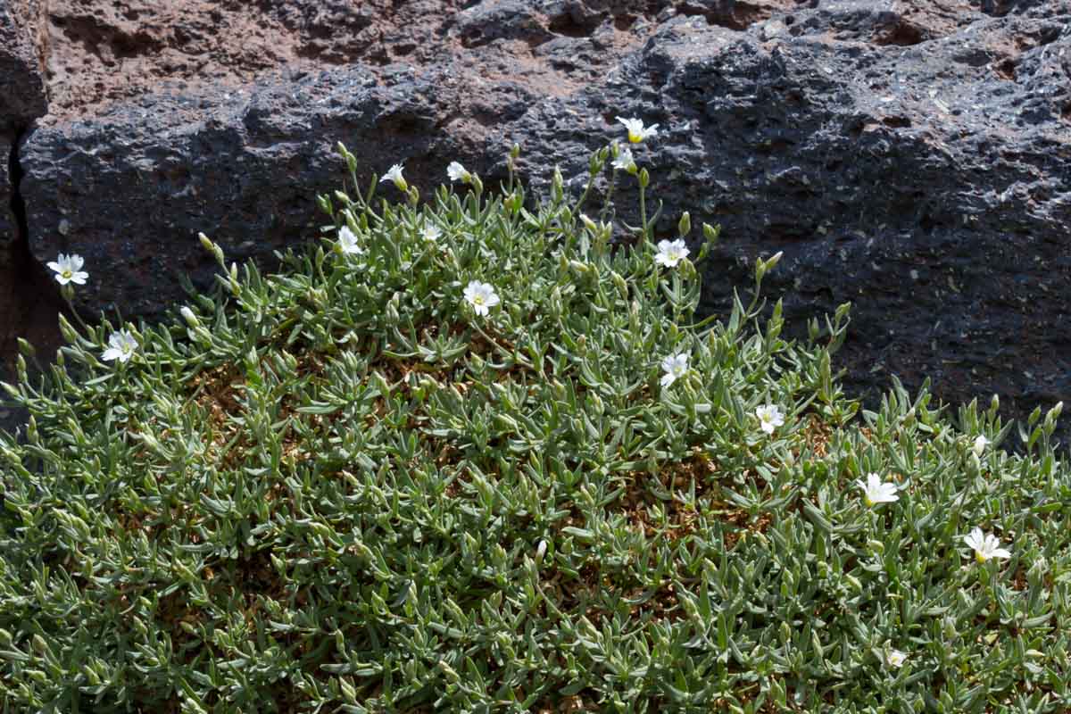 Cerastium tomentosum