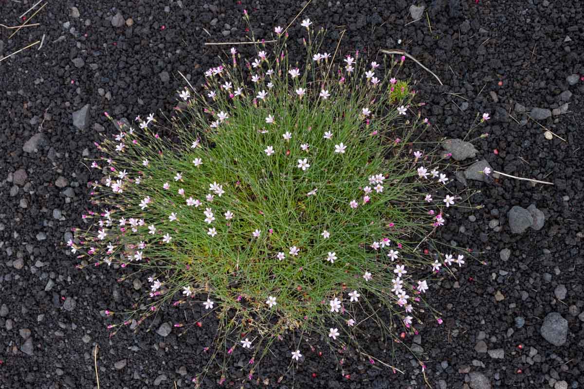 Petrorhagia saxifraga