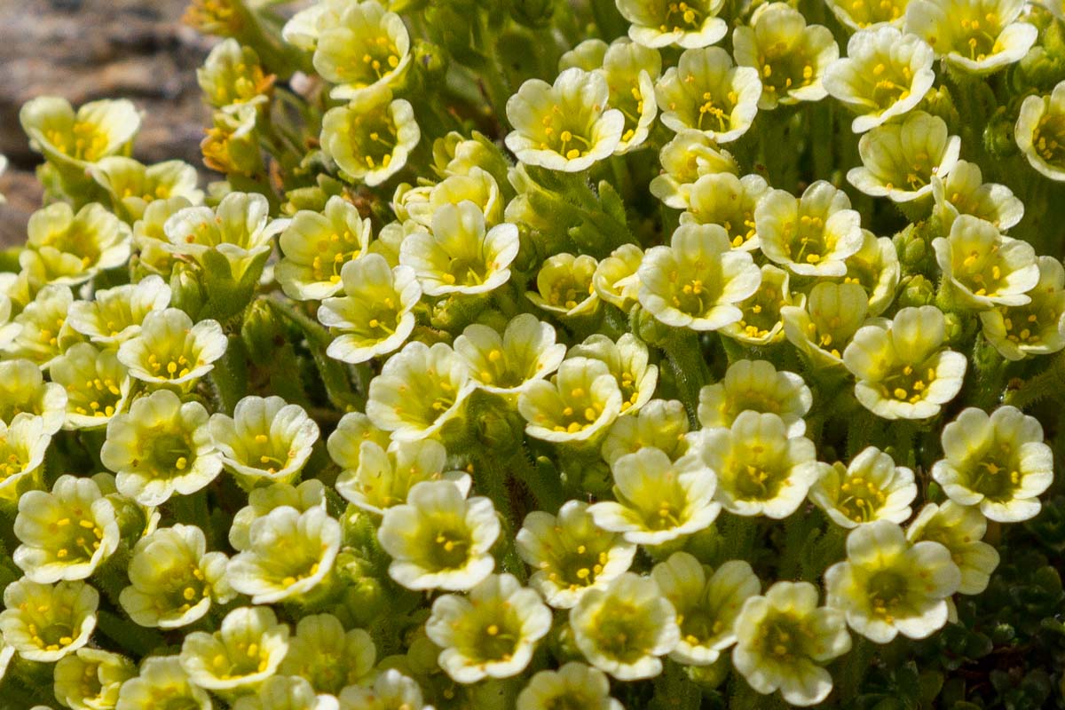 Saxifraga muscoides / Sassifraga muscosa