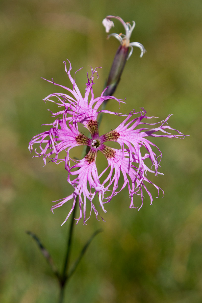 Dianthus superbus / Garofano superbo