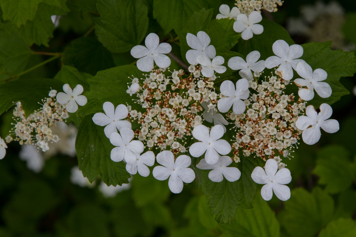 Viburnum opulus
