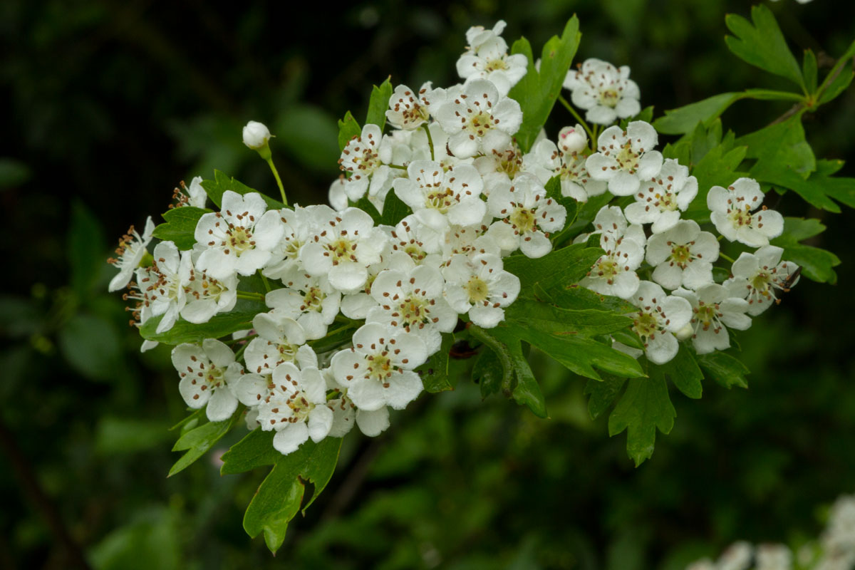 Crataegus monogyna