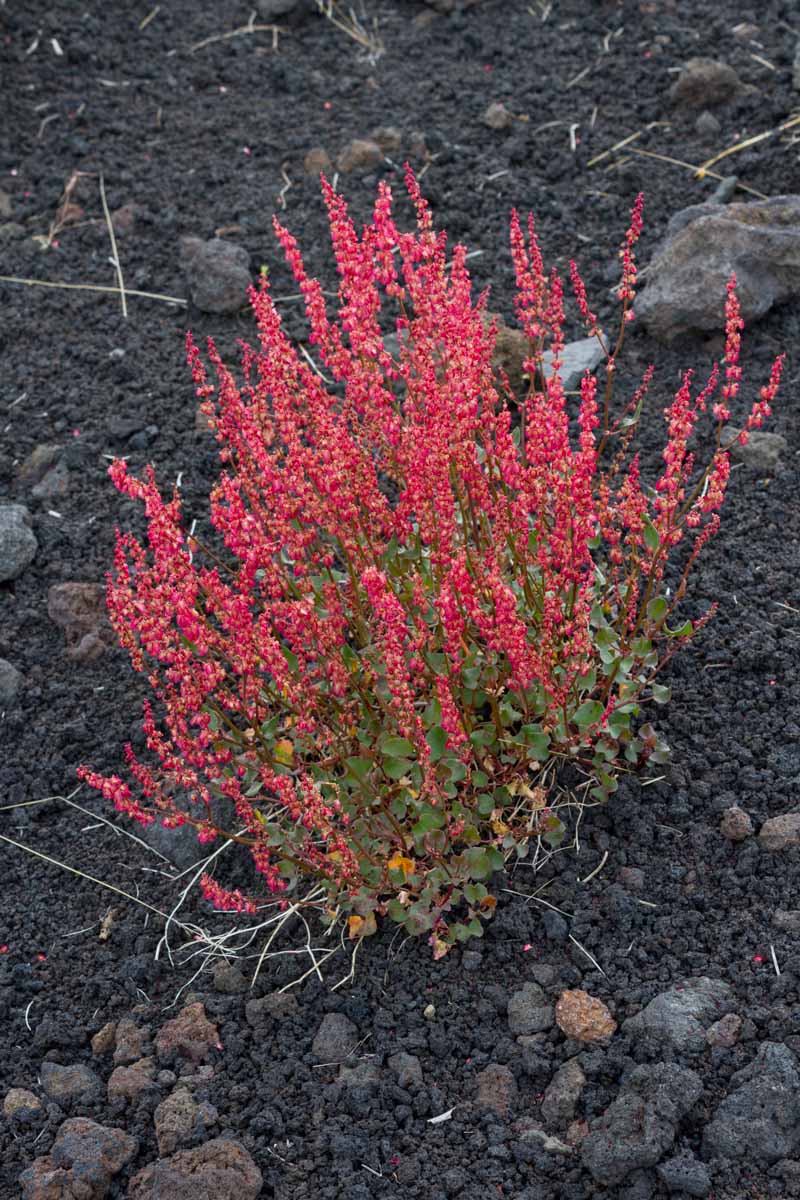 Rumex scutatus subsp. aetnensis  / Romice dell''Etna