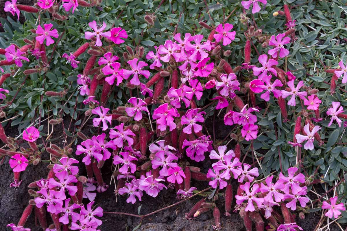 Saponaria sicula / Saponaria siciliana