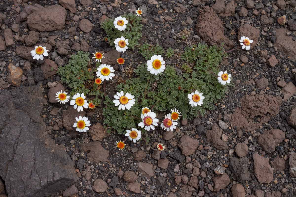 Anthemis aetnensis / Camomilla dell''Etna