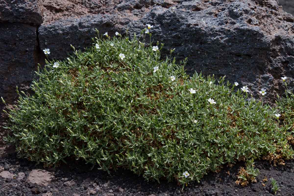 Cerastium tomentosum