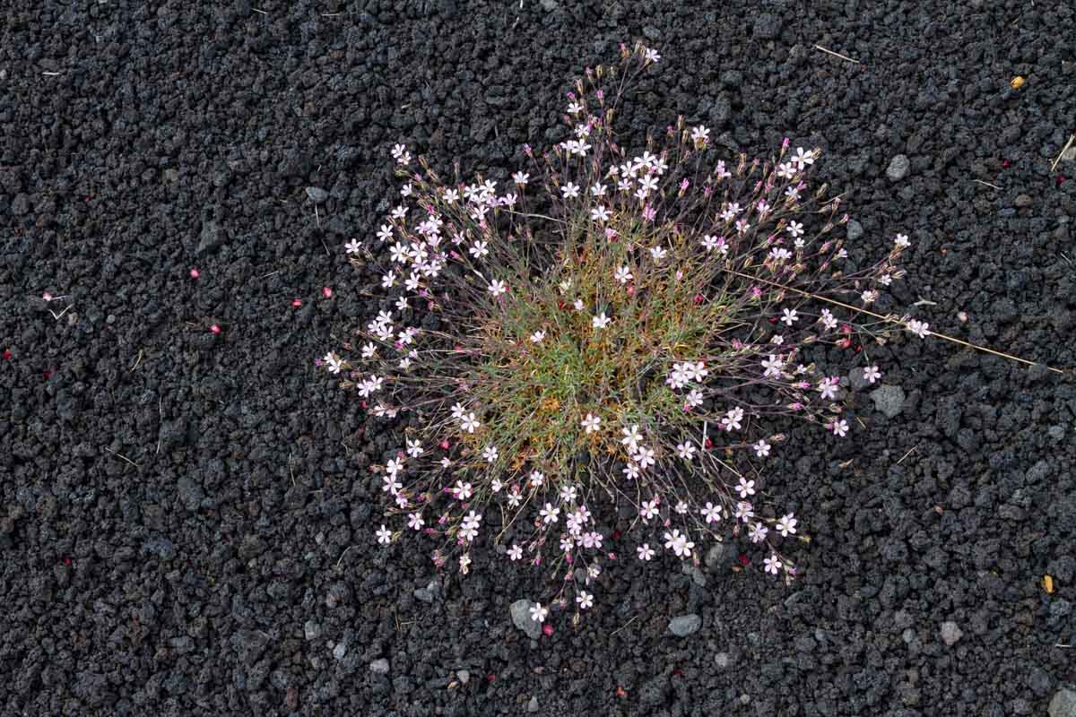 Petrorhagia saxifraga