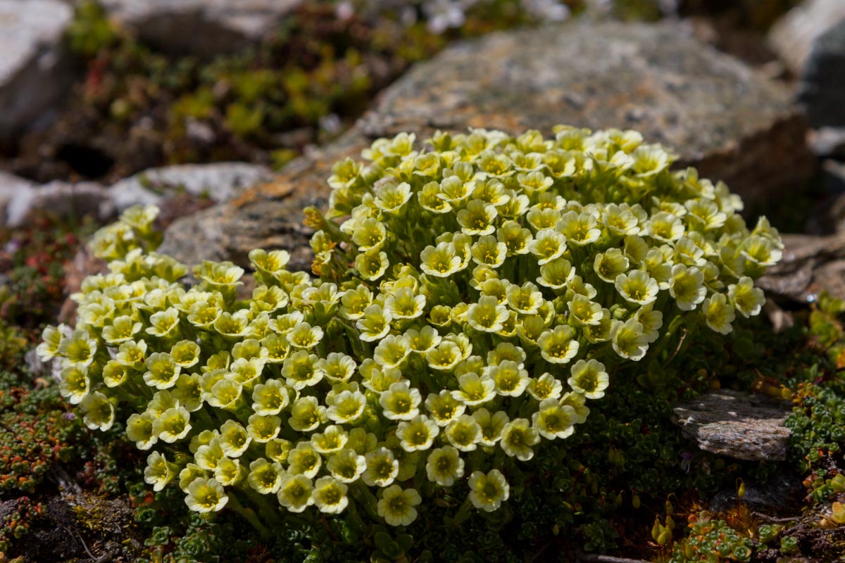 Saxifraga muscoides / Sassifraga muscosa