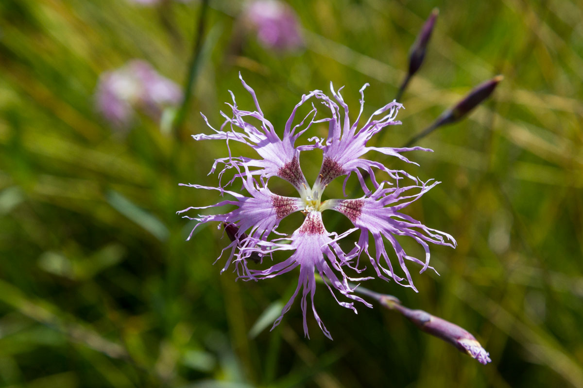 Dianthus superbus / Garofano superbo