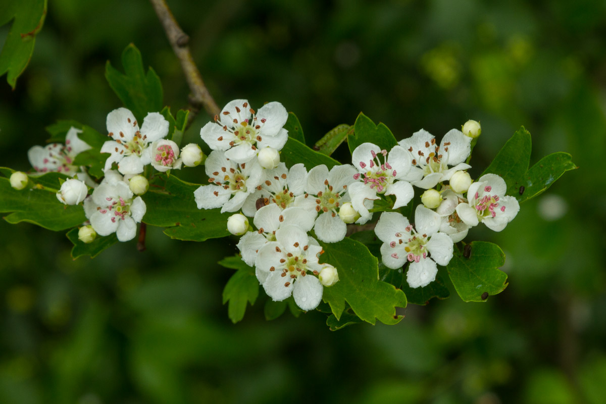 Crataegus monogyna