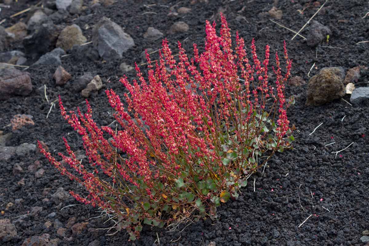 Rumex scutatus subsp. aetnensis  / Romice dell''Etna
