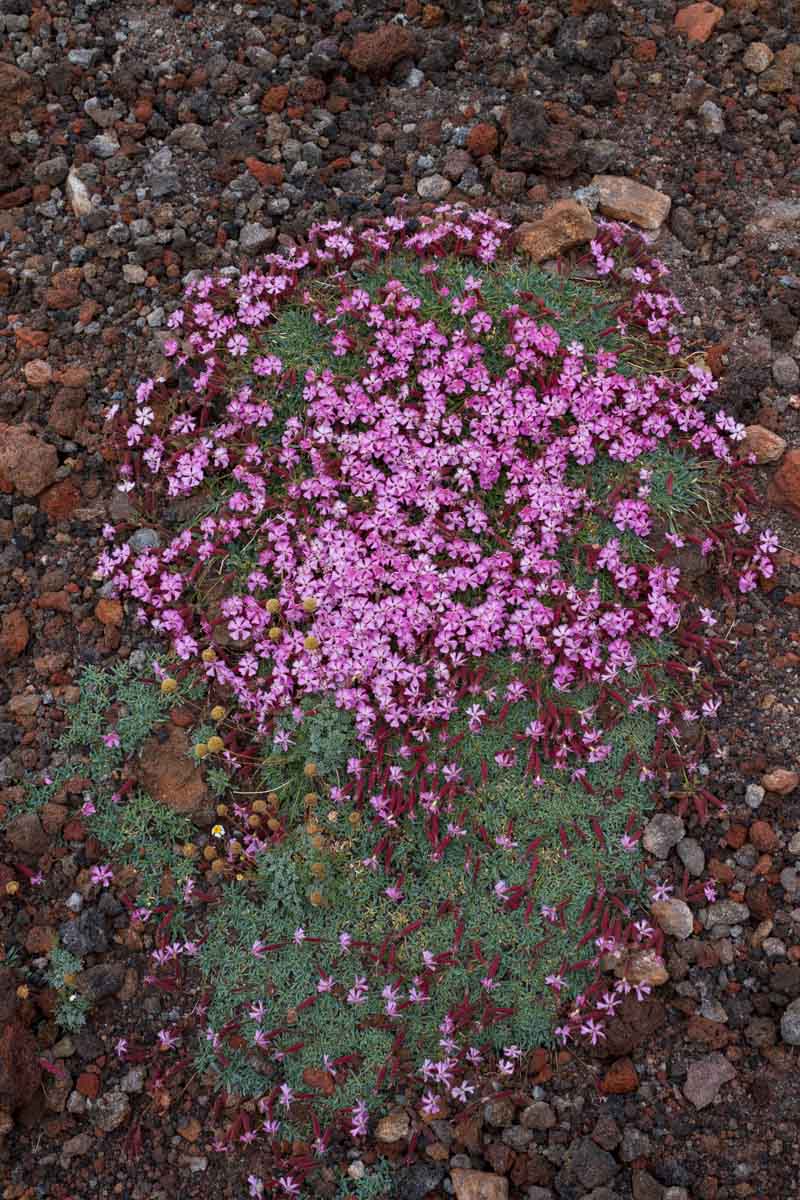 Saponaria sicula / Saponaria siciliana