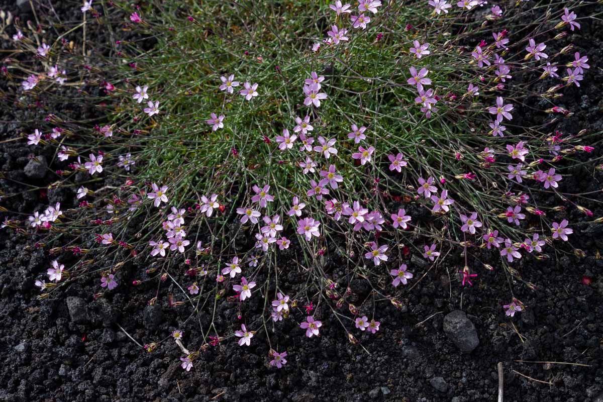 Petrorhagia saxifraga