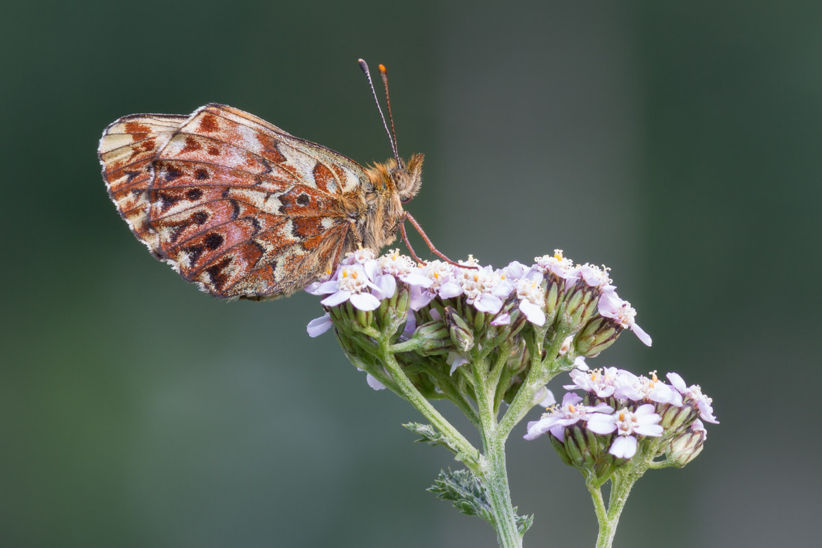 Da identificare - Boloria titania