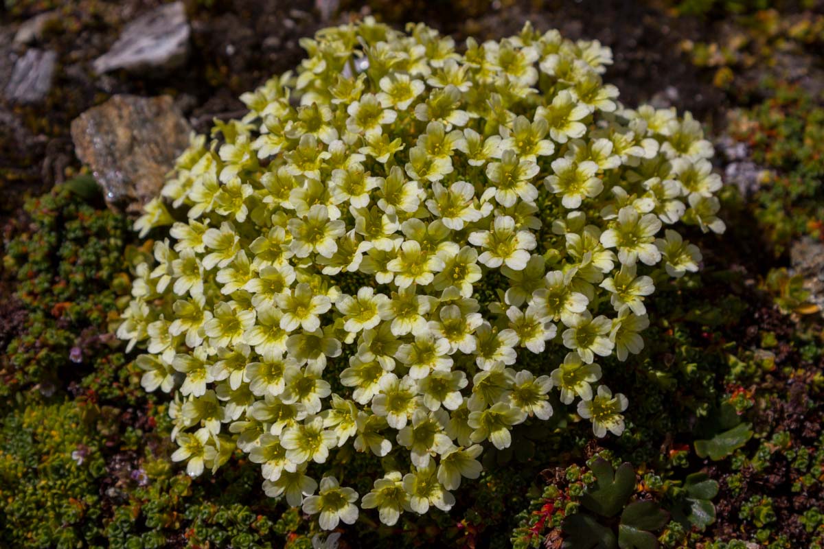 Saxifraga muscoides / Sassifraga muscosa