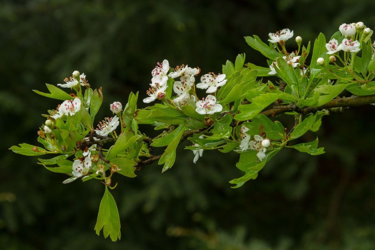 Crataegus monogyna