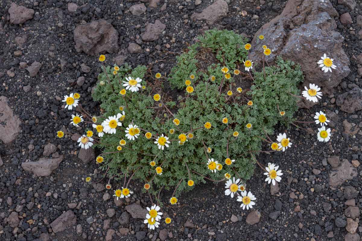 Anthemis aetnensis / Camomilla dell''Etna