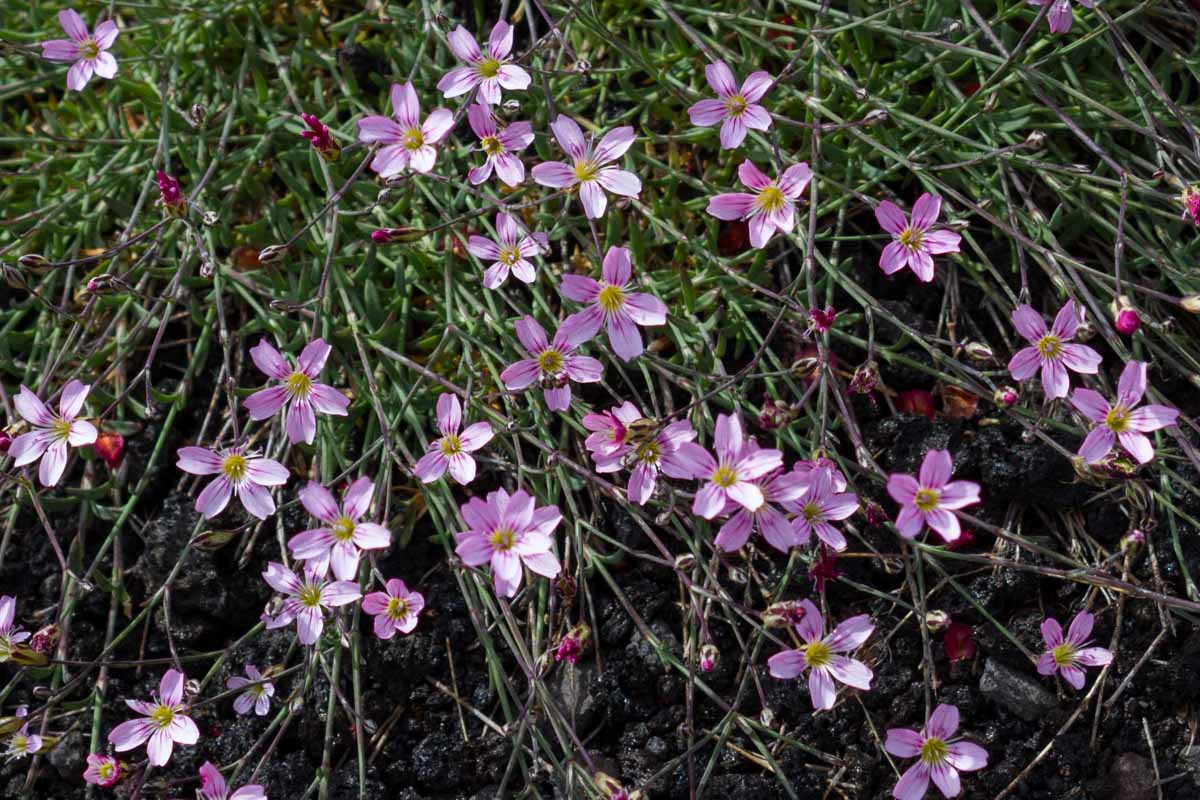 Petrorhagia saxifraga