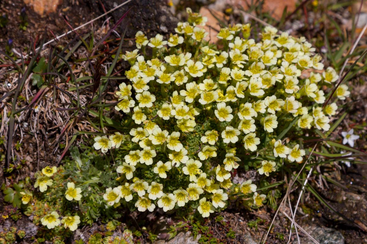 Saxifraga muscoides / Sassifraga muscosa