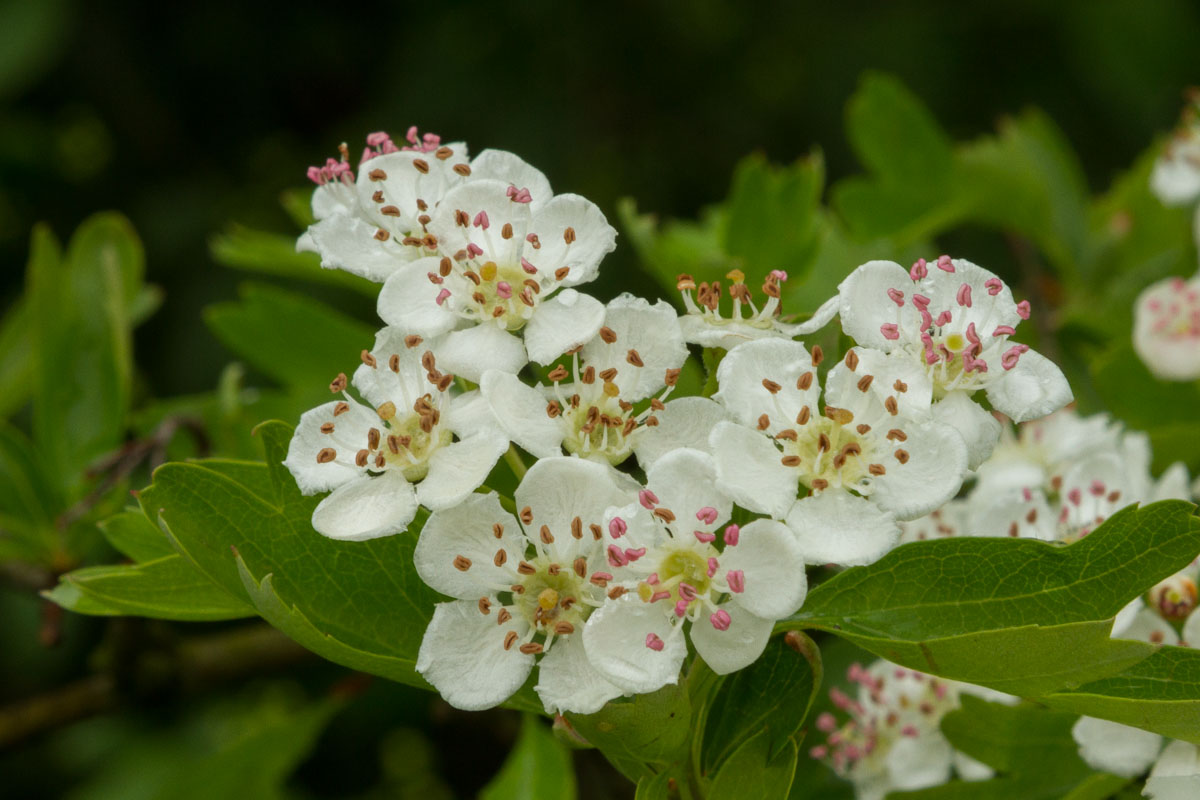 Crataegus monogyna