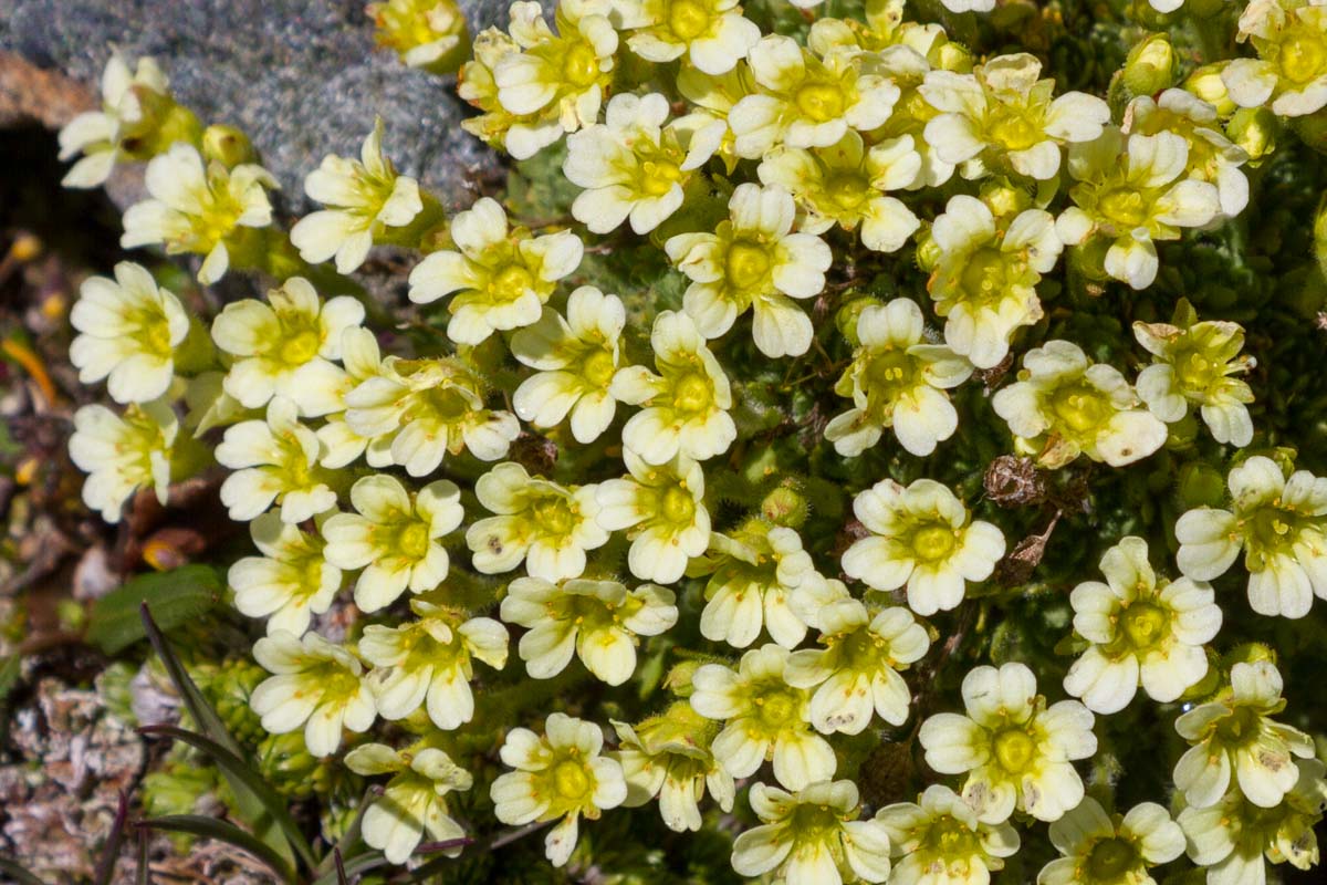 Saxifraga muscoides / Sassifraga muscosa