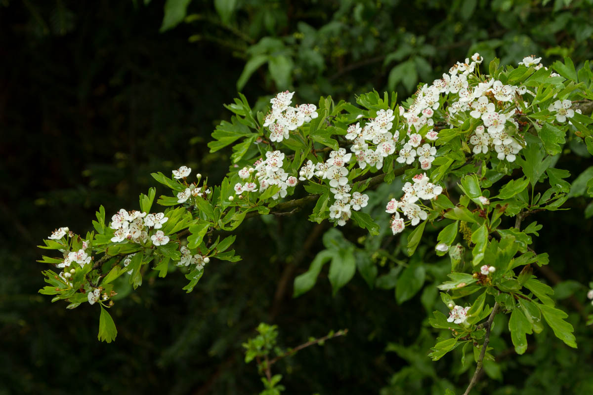 Crataegus monogyna